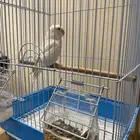 روز توه تعلم الأكل