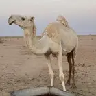 ناقه خلفه منيحه