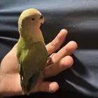 فرخ روز مفطوم