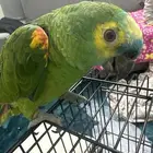 ببغاء امزوني