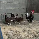 طقم ماكنتوش