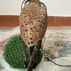 شبوط للبيع وحش طرح امس تاريخ14نوفنبر وحش ماصقر