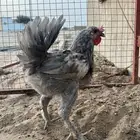ديك براهما