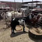 عنزين وتيس