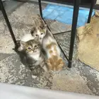 قطط للتبني