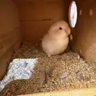 للبيع انثى روز البينو منتجة متكلمه