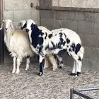 خروف ورخلتين