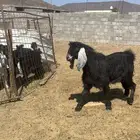 تيس عارضي فحل