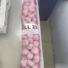 ثوم وزنجبيل جملة الجملة