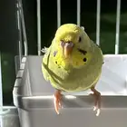 بغبغاء بادجي