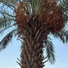 نخل طيبه وتمر طيب