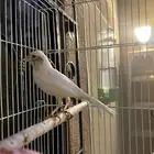 ذكر كناري ابيض