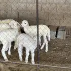 غنم مقاني للبيع