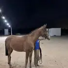 مهر شعبي بطل