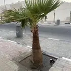 نحل واشنطني تقريبا 2 متر طول