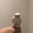 عصافير روز للبيع