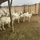 28 ضان حرش صنف بغحولها