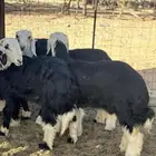 بهم نجد للبيع