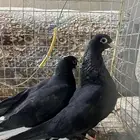 للبيع طبات قطايف