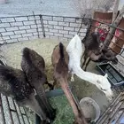 حشو للبيع