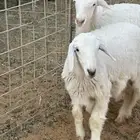 ارخال طيبات مقفلة