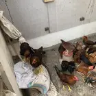 دجاج بلدي