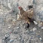 تم البيع