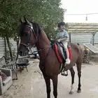 حصان شعبي جباره متناسق