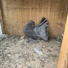 رقاص امريكي