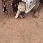 بسه قطوه مع البيت حقها للبيع اليفه جدا