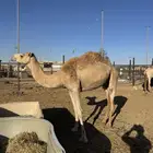 ناقه للبيع