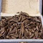 عوده دقة مروكي