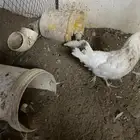 دجاجه بلديه كل يوم تبيض
