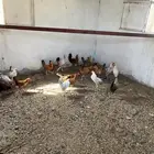 ديكه