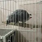 زوج كاسكو للبيع