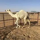 بكره عمره 7 شهور