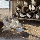 للبيع حمام فرنسي جامبو