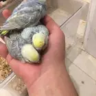 فروخ للبيع تم البيع