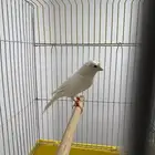 كناري سوري تغريد