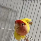 روز رد فيس سوبر جامبو (ذكر منتج)