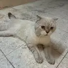 قطط للتبني