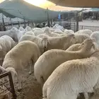 حريات جبر ووسط فاخر ونعيم جبر ووسط