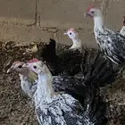 ديكه العمار من 5 اشهور ال ثلالث اشهور