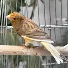 طيور كناري مغردة ذكور عدد 2 وقفص