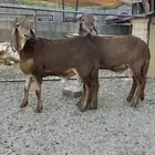 سواكن تيلاد بريه