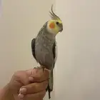 كروان اليف وهد د ومتكلم