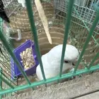 زوج بادجي مع فرخ