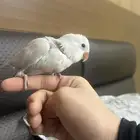 baby parrot peachfaced