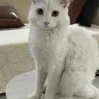 قط لتبني