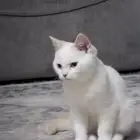 كتن سكوتش ستريت